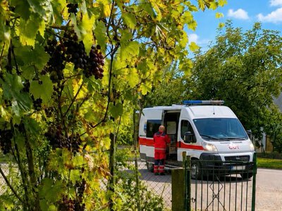 На Ужгородщині жінка травмувала руку під час обрізки винограду