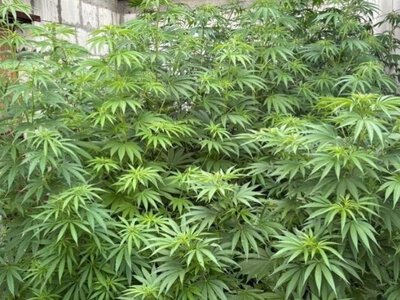 У Самарі чоловіка судитимуть за вирощування та зберігання конопель: деталі
