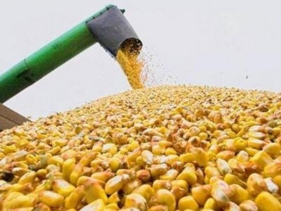 В Україні почали формувати ціни на кукурудзу нового врожаю: покупці пропонують від 6400 грн/т