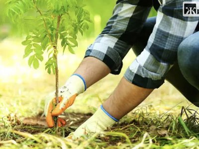 На Чуднівській у Житомирі хочуть прибрати 4 дерева, а натомість висадити щонайменше 8