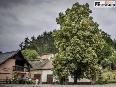 Чотири липи не аварійні, але їх хочуть зрізати: на Ріхтера у Житомирі заявили про руйнування будинку