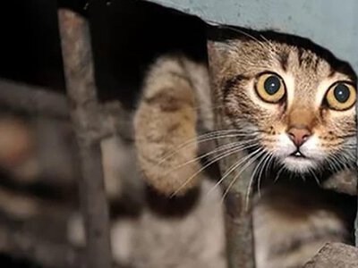 Клітки з котами та собаками біля Косова: поліція перевіряє інформацію із соцмереж
