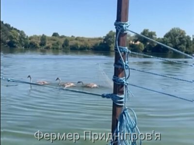 Не лише боротьба з браконьєрством - у Дніпрі інспектори рибоохоронного патруля врятували молодих лебедів 