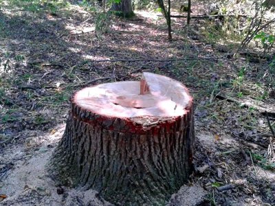Лісгосп на Радивилівщині має відшкодувати понад 150 тисяч гривень за незаконну порубку дубів