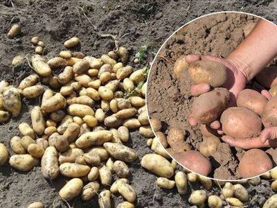 Коли викопувати картоплю у вересні: основні ознаки, що час настав