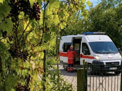На Ужгородщині жінка частково ампутувала палець під час обрізки винограду
