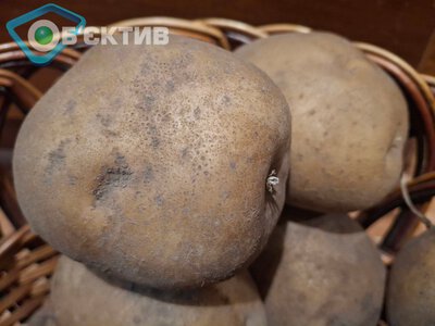 За якими цінами купуватимуть картоплю цієї осені в Україні – думки експертів