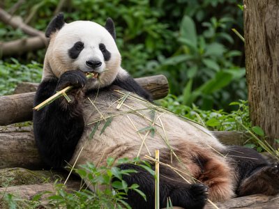 У Сінгапурі відбудеться перша виставка Panda Planet