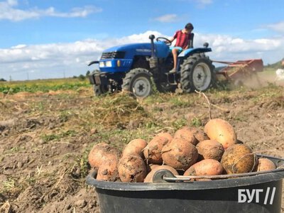 Картопля взимку може різко подорожчати: яка буде ціна