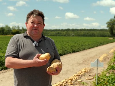 Новий сорт картоплі Ямайка: потенціал для України