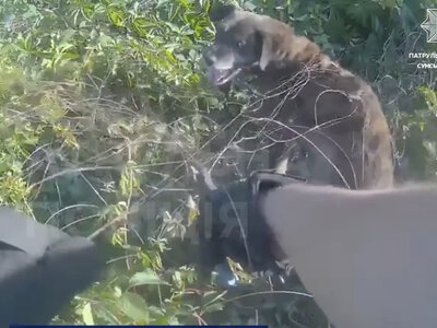У Сумах патрульні врятували собаку, який заплутався в сітці