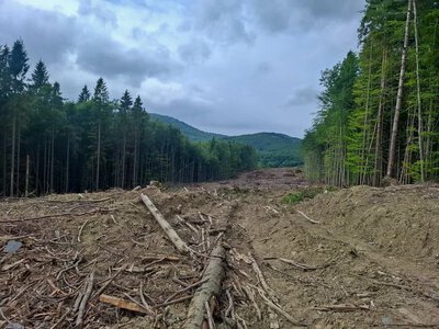 Як заради кількох десятків вітряків фізично знищують первісну дику природу Карпат