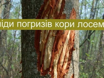 Коли ведмідь зустрічається з оленем… біля одного дерева