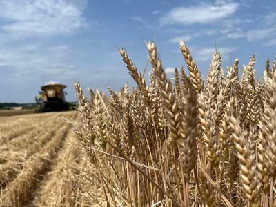 «ТАС Агро Південь» засіє озимою пшеницею 9,8 тис. га