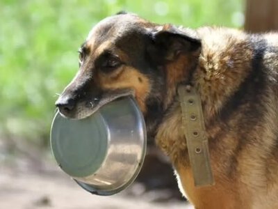 У КП «Ласка» в Луцьку утримують сотні безпритульних тварин: підприємству потрібен генератор і нові вольєри