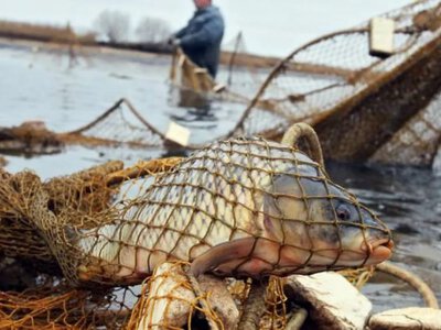 На озері Ялпуг на Болградщині чоловік незаконно виловив риби майже на 34 тисячі гривень