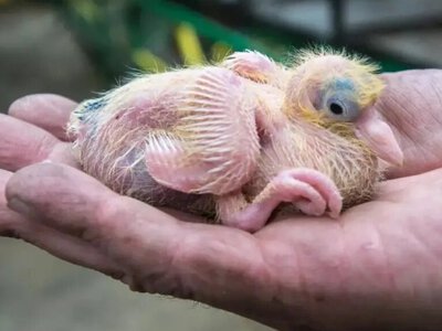 Де ховаються маленькі голуби? Вчені пояснили загадку, яку помічають мільйони людей
