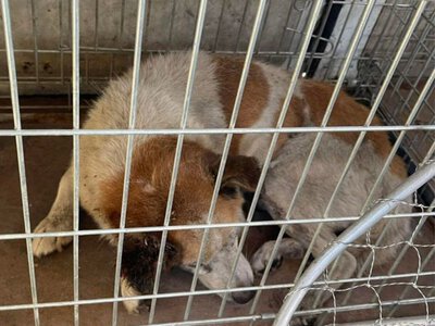 Опинився у пастці. у Павлограді врятували собаку зі зливового колодязя