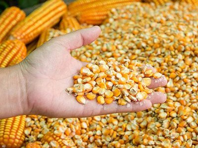 Ціни на кукурудзу нового врожаю зростають