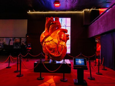 У Києві відкрили «Тіло людини» з триметровим серцем і VR: скільки коштують квитки