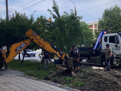 Під час ремонту Головної в Чернівцях викорчували сакуру, посаджену посольством Японії