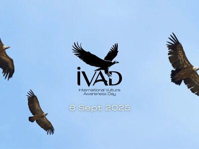 Свято 6 вересня 2026 — Міжнародний день обізнаності про стерв’ятників