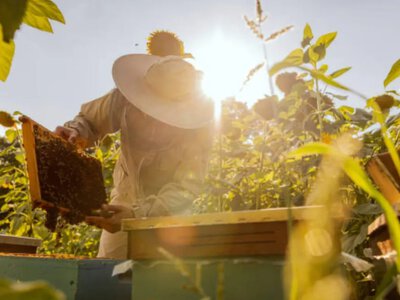 Відновлене бджільництво: історія ветерана