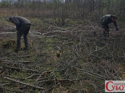 Цього разу — ще масштабніше: нова порубка біля Житомира перевершила весняний випадок
