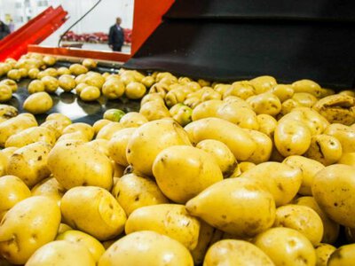 На Одещині збудують індустріальний парк для переробки овочів