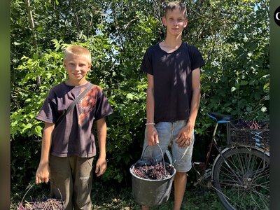 Чотири відра за пів години: скільки заробляють на здачі бузини школярі з Чернігівщини