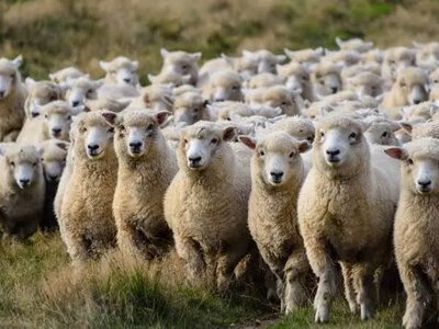 Вівці на сонячних фермах Британії