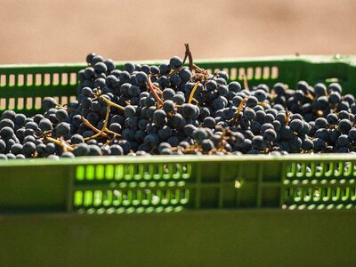 Ціни на фрукти в Києві: зниження цін на виноград і сливи