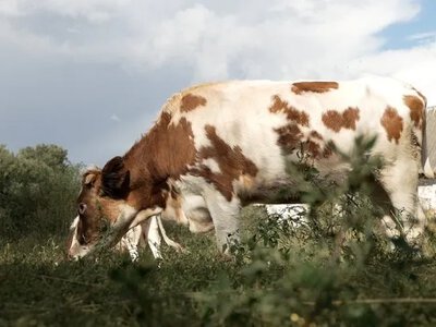 Рештки худоби на Чернігівщині: шокуюча знахідка