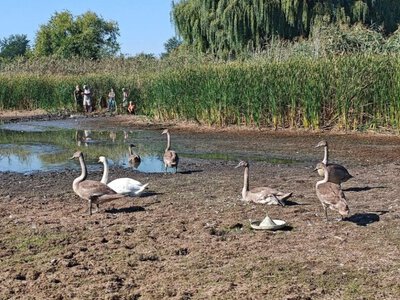 На Дніпропетровщині рятують родину лебедів із пересохлої водойми