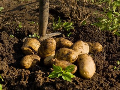 Яку картоплю не можна закладати на зберігання, як її правильно підготувати та як зберігати