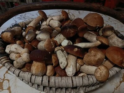 У мережі показали неймовірне грибне місце на Волині