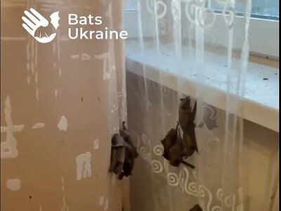 У квартирі в Києві оселилися понад 380 кажанів: тварин врятували волонтери (відео)