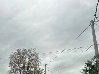 У Кременчуці каштани вдруге за рік зацвіли на початку осені