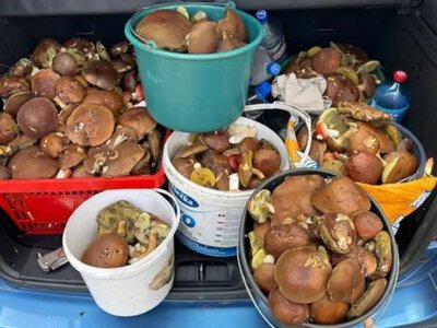 Скільки коштують гриби на ринку у Луцьку