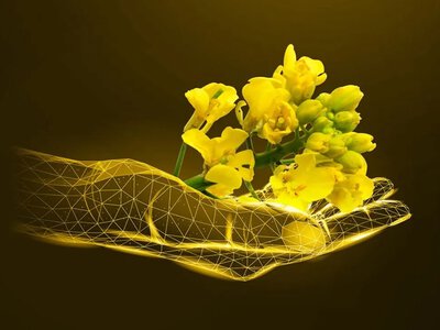 Українське зерно: експорт падає, аграрії обирають ріпак