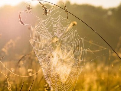 Бабине літо в Україні: коли починається і скільки триватиме