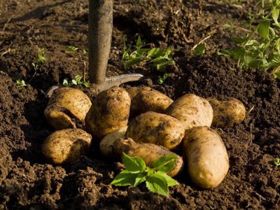 Урожай пропаде ще до весни: яку картоплю не можна закладати на зберігання