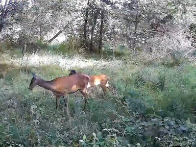 Осінній променад: прикордонники показали «мандрівників». ВІДЕО