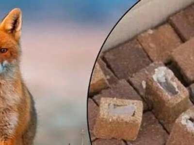 У Дубенському районі розпочнеться осіння кампанія з імунізації диких тварин проти сказу