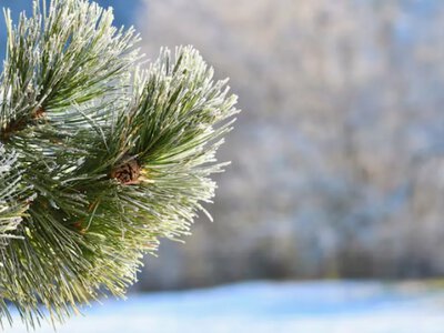 Чи чекати на сніг та тріскучі морози: синоптики дають перші прогнози на майбутню зиму 