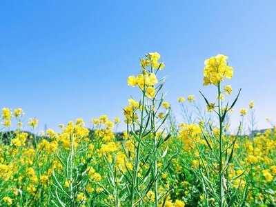 Не залишайте грядки порожніми: які сидерати посіяти восени