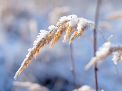 Зима цього року буде незвичною: що прогнозують синоптики