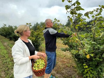 «Захотілося чогось нестандартного»: подружжя з Волині 10 років вирощують фундук