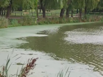Біотехнологію очищення водойми «Яйце» тестують у Рівному (ВІДЕО)
