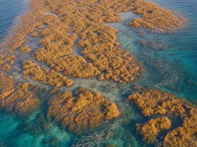 Єдине море у світі не має берегів: де воно розташоване